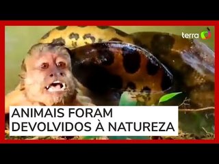 Macaco-prego é capturado por sucuri e salvo por turistas no MS