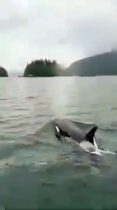 Les orques offrent un spectacle aux observateurs de baleines