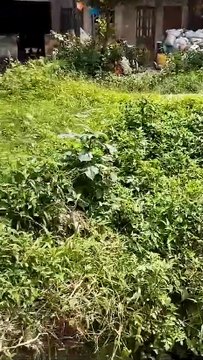 Morador do Alto do Cabrito denuncia obra sem manutenção que atrai cobras, ratos e baratas para as casas