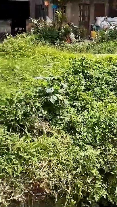 Morador do Alto do Cabrito denuncia obra sem manutenção que atrai cobras, ratos e baratas para as casas