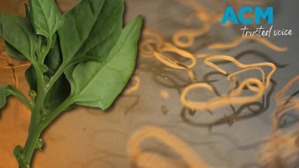 Warrigal greens apparently caused shocking 'brainworm' discovery