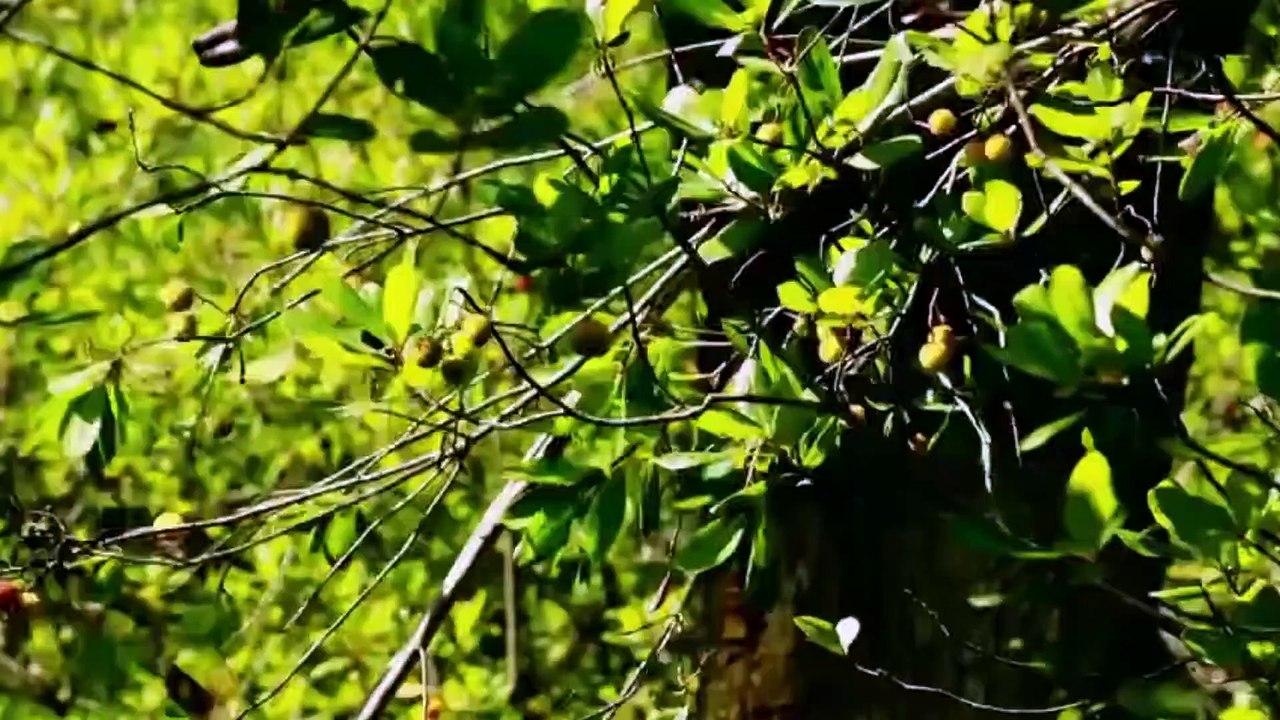 Medronho Todos Os Dias (Unedo Omnes Dies) | movie | 2017 | Official Teaser