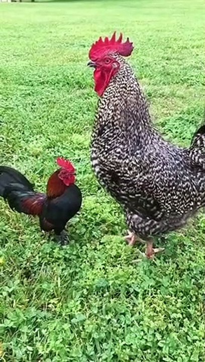 Ayam jago