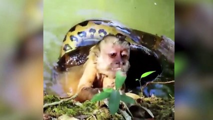 Macaco-prego é salvo por turistas após ser capturado por Sucuri; veja vídeo