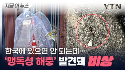 심하면 사망까지...맹독성 해충 출몰에 부산항 '발칵' [지금이뉴스] / YTN