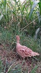 teetar chick ki voice