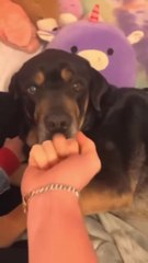The Finger Test with Dogs feat #funny #pets
