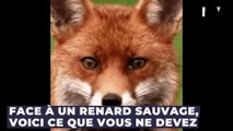 Face à un renard sauvage, voici ce que vous ne devez surtout pas faire