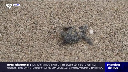 Un bébé tortue est né le week-end à Villeneuve-Loubet dans les Alpes-Maritimes