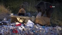 Des ours bruns hantaient les décharges de Nemrut