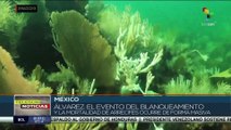 México: Especialistas alertan sobre la muerte de arrecifes de coral