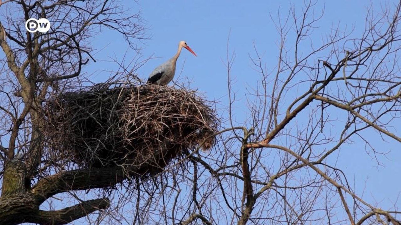 Serbien: Störche als Nachbarn und Naturschützer