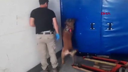 TIR'da 145 kilo skunk ele geçirildi