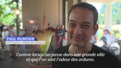 "Comme une benne à ordures": une fleur cadavre empeste un jardin californien