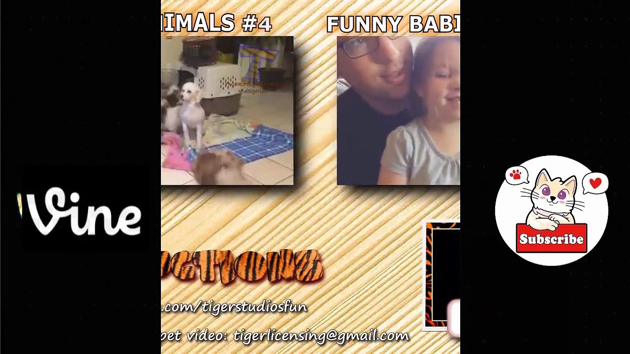 Best Funny Animal Videos Of The 2023  - Funniest Cats And Dogs Videos  Funny cat & dog videos  (5)