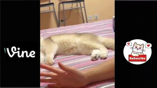 Best Funny Animal Videos Of The 2023  - Funniest Cats And Dogs Videos  Funny cat & dog videos  (6)