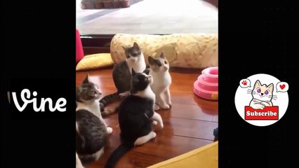 Best Funny Animal Videos Of The 2023  - Funniest Cats And Dogs Videos  Funny cat & dog videos  (10)