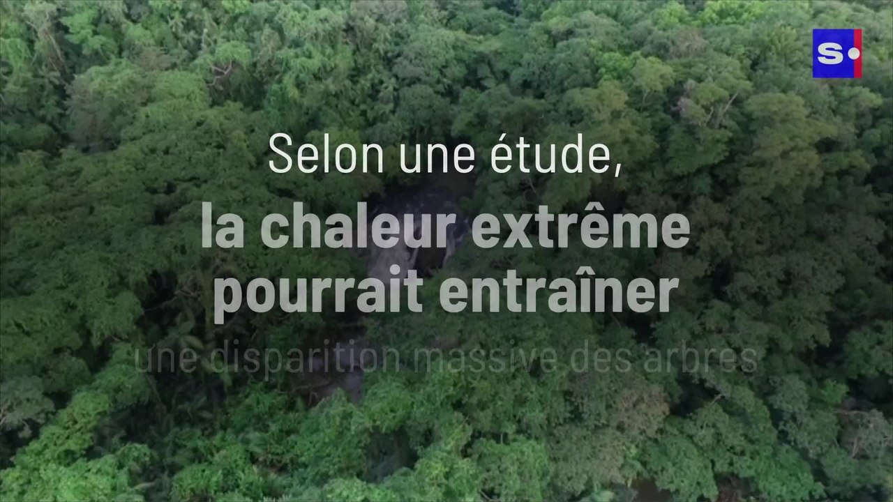 Selon une étude, la chaleur extrême pourrait entraîner une disparition massive des arbres