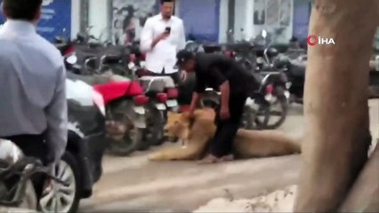 Pakistan’da nakil aracından kaçan aslan paniğe neden oldu