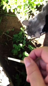 Un chat récupère des clés dans un trou