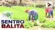 Tunay na lagay ng sektor ng agrikultura, pangingisda sa bansa, target malaman sa inilunsad na 2022 Census of Agriculture and Fisheries ng PSA