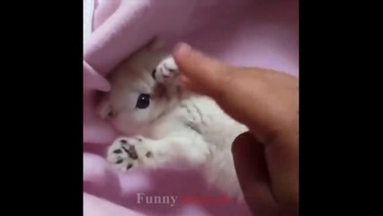 So many cute kittens videos compilation 2023