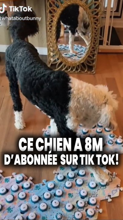Bunny : le chien qui parle avec un clavier !