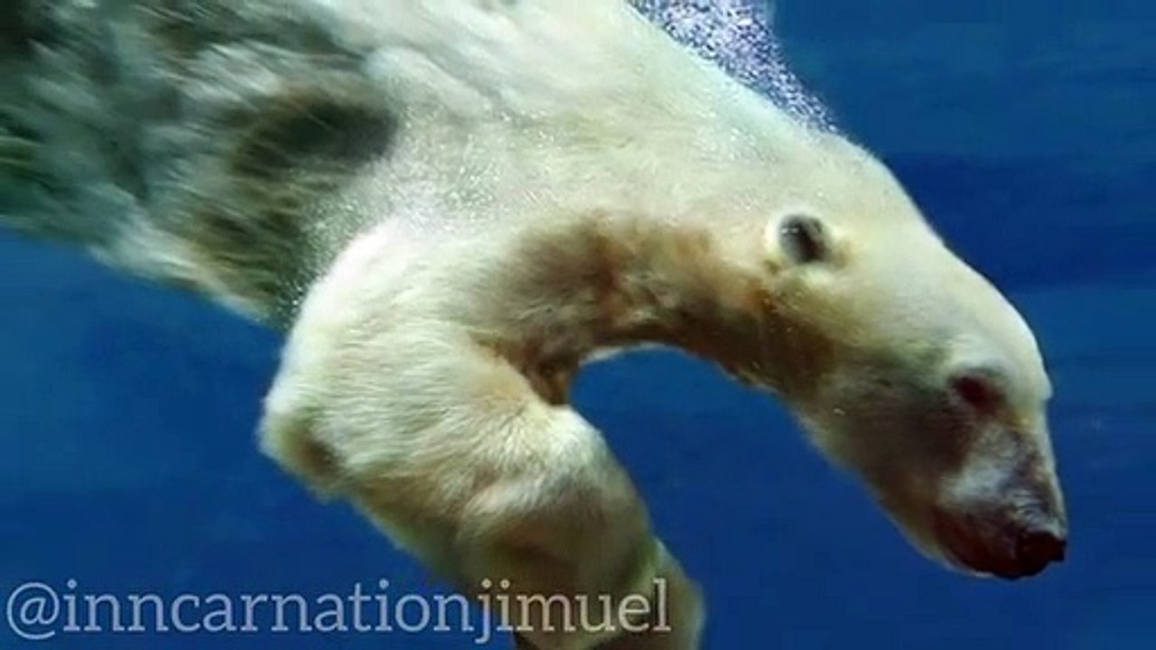 The Fascinating World of Polar Bears in ARCTIC REGION--_ Adaptations_ Behavior_ and Conservation(360P)