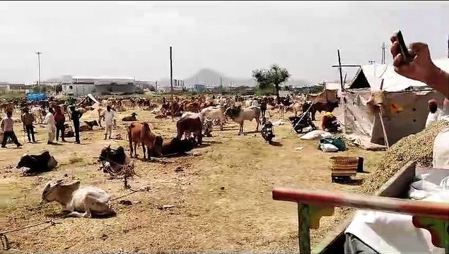 परबतसर में राज्य स्तरीय वीर तेजाजी पशु मेले का शुभाम्भ