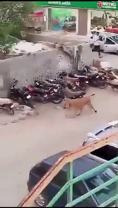 Leão foge de veículo e anda à solta em cidade d...