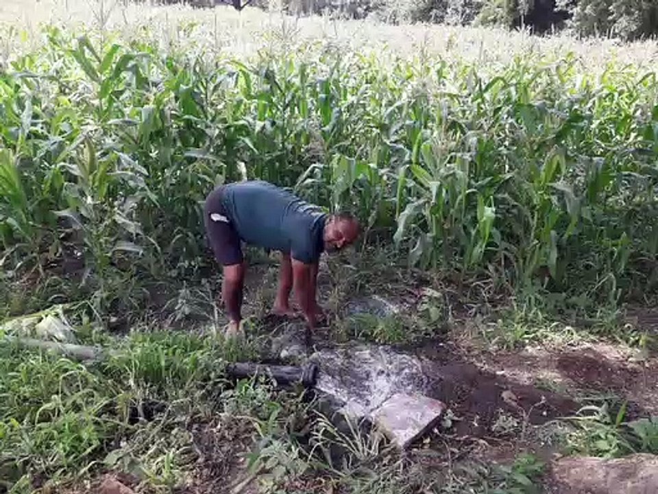 The swaying crops started withering, now the su...