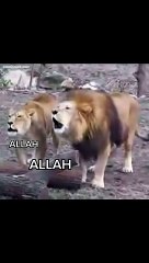 ANIMALS _⬛SAY ALLAH __#viral#viralshort#ytshorts#motivationbyquran#islamic#animalssayallah#