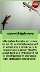 छिपकली घर से हो जाएंगी छूमंतर, अपनाएं ये देसी उपाय