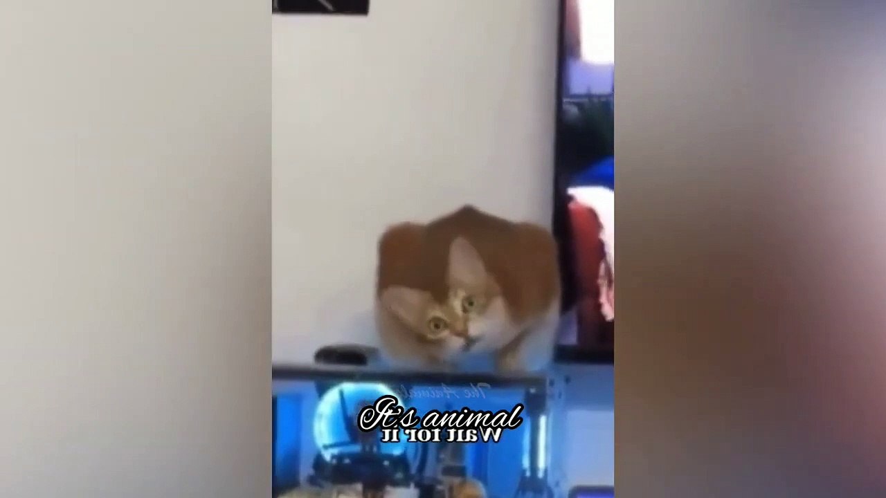 Best Funny Animal Videos Of The 2023 Funniest Cats And Dogs Videos-fWbSlbjbIK0-720p-1693393562