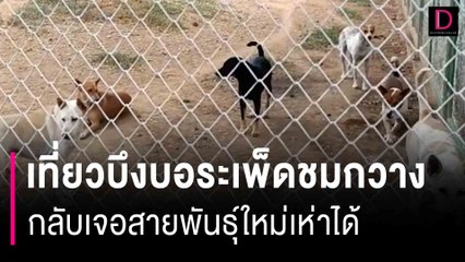 สาวฮาลั่นเพื่อนพาเที่ยวบึงบอระเพ็ดชมกวาง กลับเจอสายพันธุ์ใหม่เห่าได้ | HOTSHOT เดลินิวส์ 30/08/66