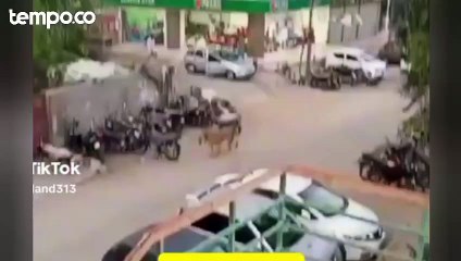 Seekor Singa Berkeliaran di Kota Karachi Pakistan Bikin Warga Panik