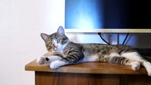Funny Cat Loves Playing with His Toys (3)
