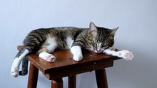 This Cat Won't Let Me Sit on the Chair (2)