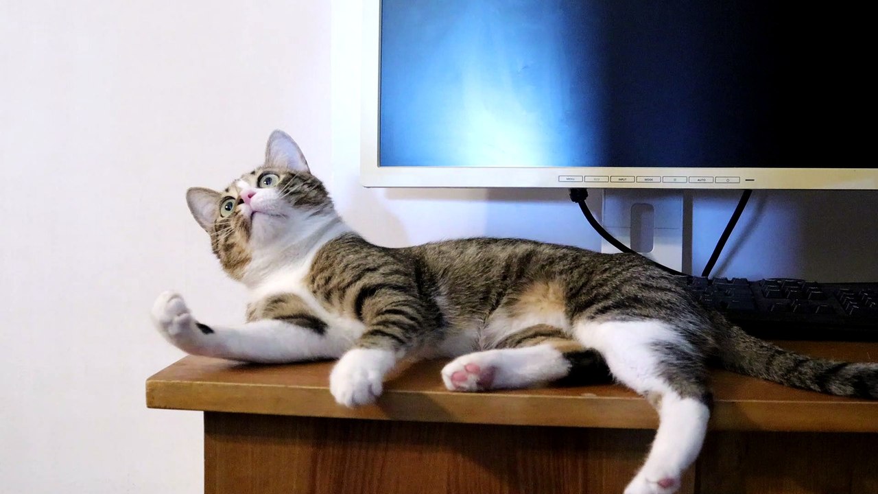 Funny Cat Loves Playing with His Toys (4)