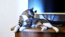Funny Cat Loves Playing with His Toys (1)