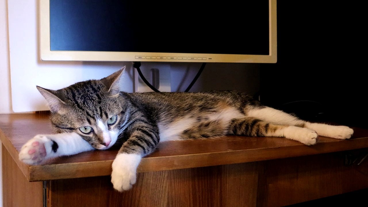 This Cat Won't Let Me Work on My PC (1) video Dailymotion