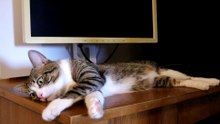 This Cat Won't Let Me Work on My PC (4)