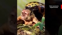 Vídeo assustador: macaquinho é resgatado por turistas do abraço mortal de uma sucuri gigante
