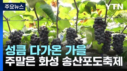 [경기] 성큼 다가온 가을..."화성 송산포도축제 함께해요" / YTN