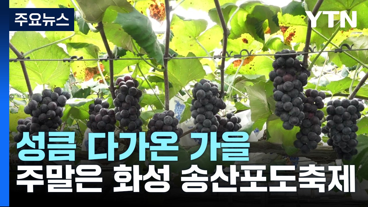 [경기] 성큼 다가온 가을..."화성 송산포도축제 함께해요" / YTN