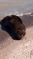Lobo marino en presunto mal estado en Punta Ancla