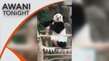 AWANI Tonight: Panda cubs Yi Yi, Sheng Yi arrive in Chengdu