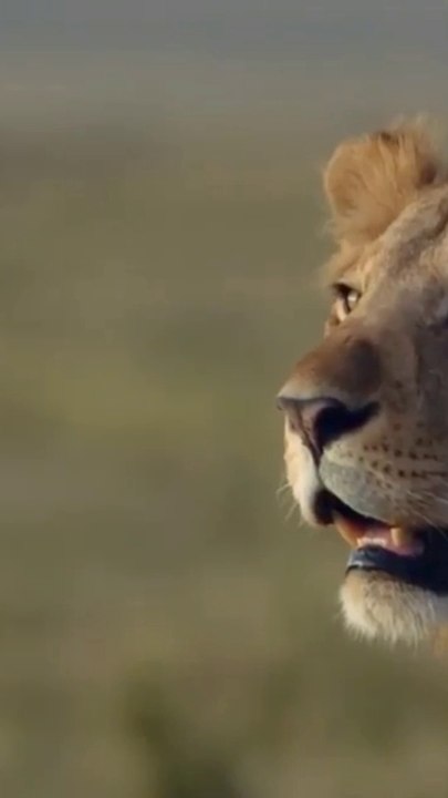 lion vs hyenas fight