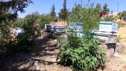 Des morts d'abeilles se produisent à Gaziantep en raison de la sécheresse et de la chaleur
