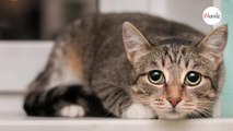¿Qué productos de limpieza son tóxicos para los gatos?